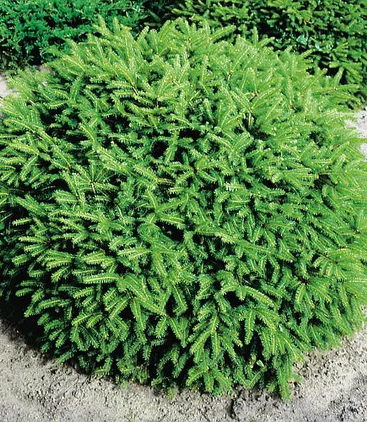 Picea abies 'Nidiformis'